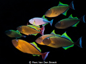 socorro cleaners by Marc Van Den Broeck 
